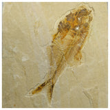 13084 - Finest Grade Diplomystus dentatus Fossil Fish Green River Fm WY Eocene Age