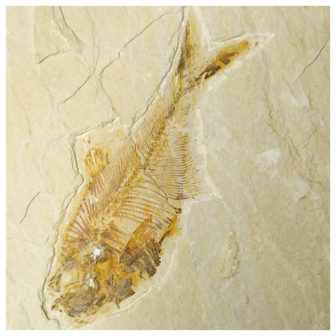 13084 - Finest Grade Diplomystus dentatus Fossil Fish Green River Fm WY Eocene Age