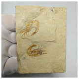 13060 - Association 2 Finest Grade Fossil Shrimps Carpopenaeus Cretaceous Age Lebanon