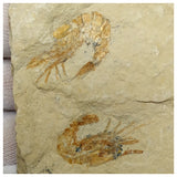 13060 - Association 2 Finest Grade Fossil Shrimps Carpopenaeus Cretaceous Age Lebanon