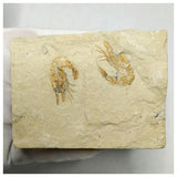 13060 - Association 2 Finest Grade Fossil Shrimps Carpopenaeus Cretaceous Age Lebanon