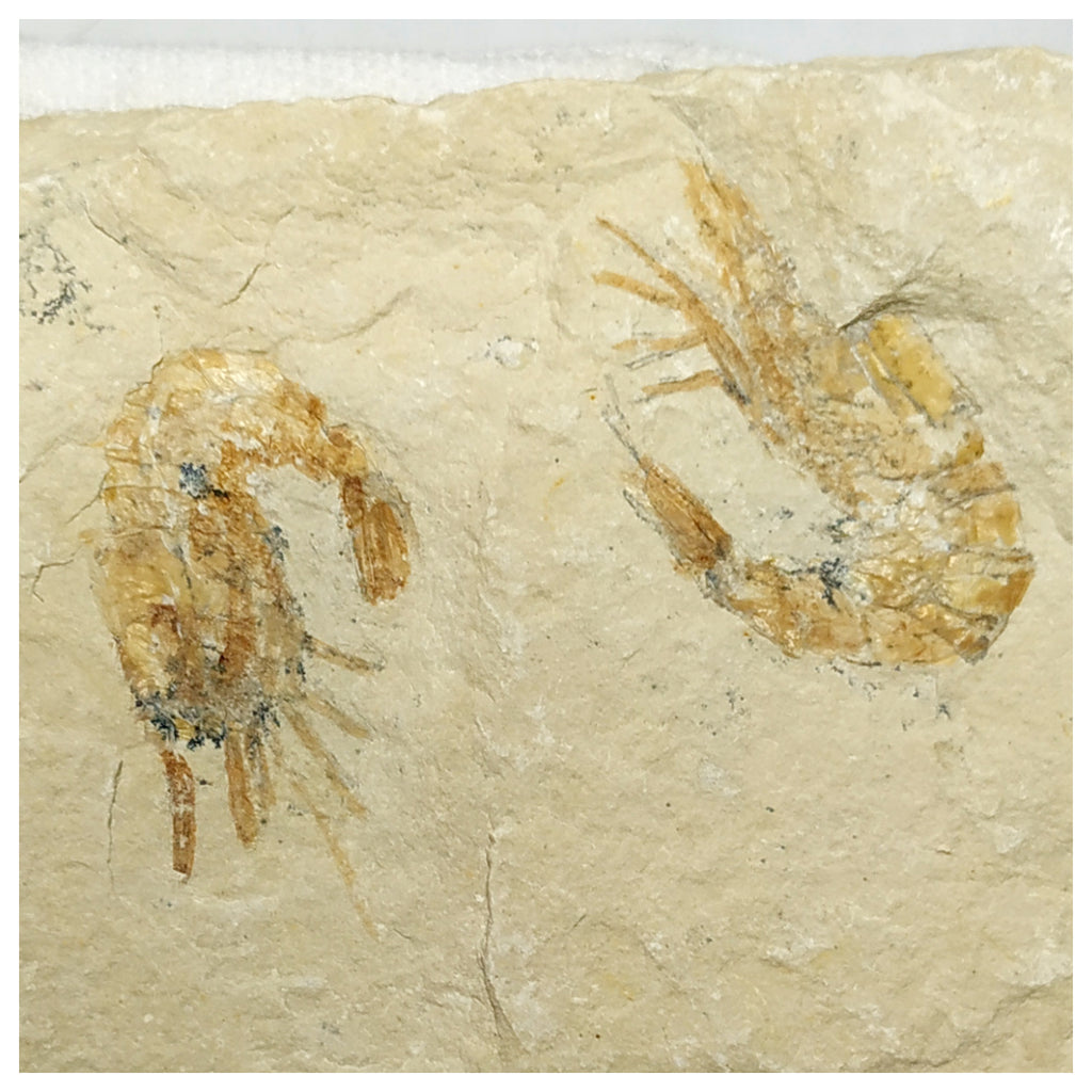 13060 - Association 2 Finest Grade Fossil Shrimps Carpopenaeus Cretaceous Age Lebanon