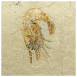 13060 - Association 2 Finest Grade Fossil Shrimps Carpopenaeus Cretaceous Age Lebanon