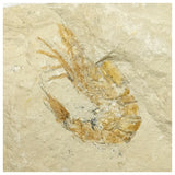 13060 - Association 2 Finest Grade Fossil Shrimps Carpopenaeus Cretaceous Age Lebanon