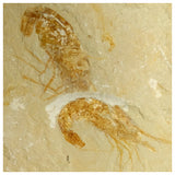 13061 - Association 2 Finest Grade Fossil Shrimps Carpopenaeus Cretaceous Age Lebanon