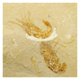 13061 - Association 2 Finest Grade Fossil Shrimps Carpopenaeus Cretaceous Age Lebanon