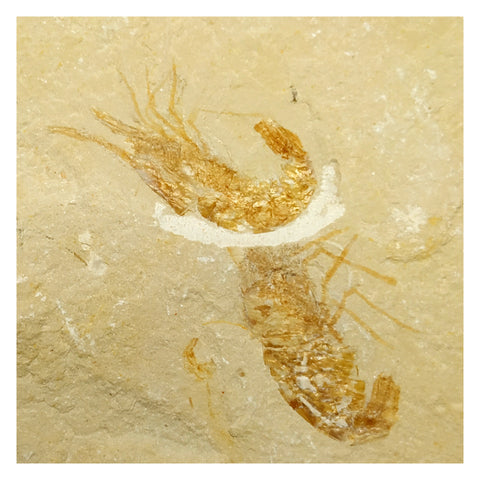 13061 - Association 2 Finest Grade Fossil Shrimps Carpopenaeus Cretaceous Age Lebanon