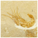 13061 - Association 2 Finest Grade Fossil Shrimps Carpopenaeus Cretaceous Age Lebanon