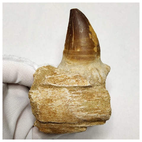 13092 - Amazing Huge Prognathodon anceps (Mosasaur) Tooth in Jaw Bone