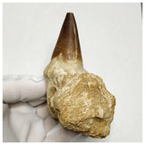 13092 - Amazing Huge Prognathodon anceps (Mosasaur) Tooth in Jaw Bone