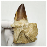 13092 - Amazing Huge Prognathodon anceps (Mosasaur) Tooth in Jaw Bone