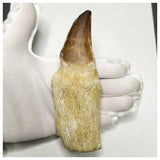 13093 - Huge 14cm Rooted Prognathodon anceps (Mosasaur) Tooth