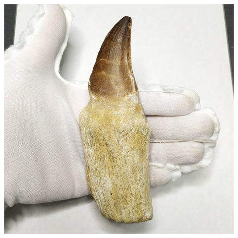 13093 - Huge 14cm Rooted Prognathodon anceps (Mosasaur) Tooth