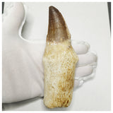 13093 - Huge 14cm Rooted Prognathodon anceps (Mosasaur) Tooth