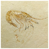 13094 - Finest Grade Fossil Shrimp Carpopenaeus Cretaceous Age Lebanon