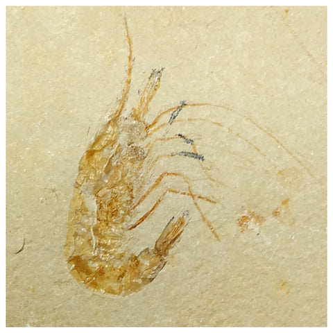 13094 - Finest Grade Fossil Shrimp Carpopenaeus Cretaceous Age Lebanon