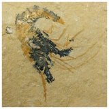 15010 - Finest Grade Fossil Shrimp Carpopenaeus Cretaceous Age Lebanon
