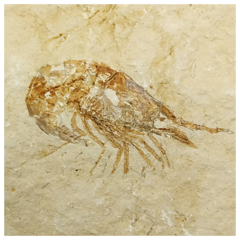 15011 - Finest Grade Fossil Shrimp Carpopenaeus Cretaceous Age Lebanon