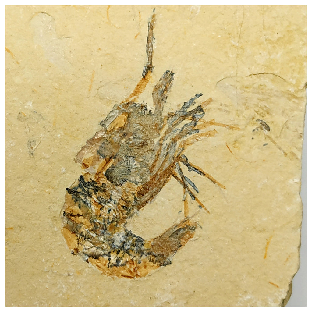 15012 - Finest Grade Fossil Shrimp Carpopenaeus Cretaceous Age Lebanon