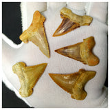 15013 - Collection of 5 Finest Palaeocarcharodon orientalis (Pygmy white Shark) Teeth