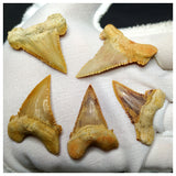 15013 - Collection of 5 Finest Palaeocarcharodon orientalis (Pygmy white Shark) Teeth