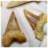 15013 - Collection of 5 Finest Palaeocarcharodon orientalis (Pygmy white Shark) Teeth