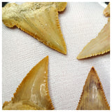 15013 - Collection of 5 Finest Palaeocarcharodon orientalis (Pygmy white Shark) Teeth