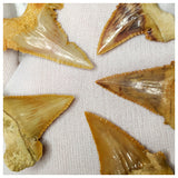 15013 - Collection of 5 Finest Palaeocarcharodon orientalis (Pygmy white Shark) Teeth