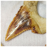 15013 - Collection of 5 Finest Palaeocarcharodon orientalis (Pygmy white Shark) Teeth