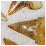 15013 - Collection of 5 Finest Palaeocarcharodon orientalis (Pygmy white Shark) Teeth