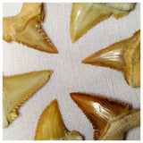 15014 - Collection of 6 Finest Palaeocarcharodon orientalis (Pygmy white Shark) Teeth