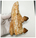 15050 - Rare Large Igdamanosaurus (Globidens) Mosasaur partial Jaw with 2 Teeth
