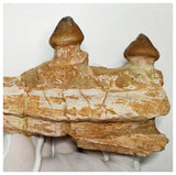 15050 - Rare Large Igdamanosaurus (Globidens) Mosasaur partial Jaw with 2 Teeth