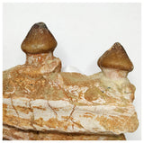 15050 - Rare Large Igdamanosaurus (Globidens) Mosasaur partial Jaw with 2 Teeth