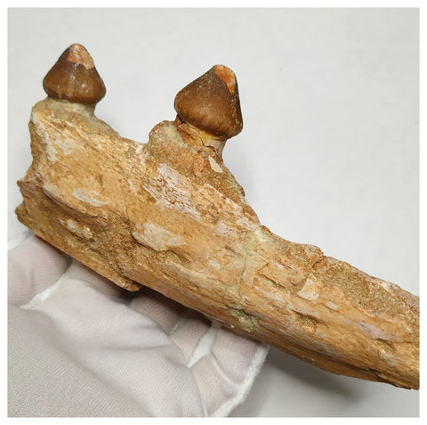 15050 - Rare Large Igdamanosaurus (Globidens) Mosasaur partial Jaw with 2 Teeth