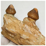 15050 - Rare Large Igdamanosaurus (Globidens) Mosasaur partial Jaw with 2 Teeth