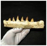 15060 - Amazing Eremiasaurus heterodontus (Mosasaur) Partial Left Hemi Jaw with Teeth
