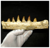 15060 - Amazing Eremiasaurus heterodontus (Mosasaur) Partial Left Hemi Jaw with Teeth