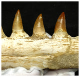 15060 - Amazing Eremiasaurus heterodontus (Mosasaur) Partial Left Hemi Jaw with Teeth
