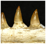 15060 - Amazing Eremiasaurus heterodontus (Mosasaur) Partial Left Hemi Jaw with Teeth