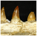 15060 - Amazing Eremiasaurus heterodontus (Mosasaur) Partial Left Hemi Jaw with Teeth