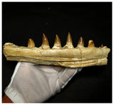 15060 - Amazing Eremiasaurus heterodontus (Mosasaur) Partial Left Hemi Jaw with Teeth