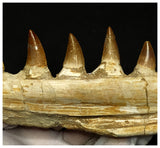 15060 - Amazing Eremiasaurus heterodontus (Mosasaur) Partial Left Hemi Jaw with Teeth