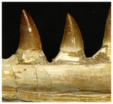 15060 - Amazing Eremiasaurus heterodontus (Mosasaur) Partial Left Hemi Jaw with Teeth