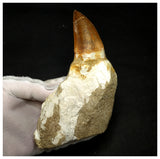 15080 - Amazing Huge Prognathodon anceps (Mosasaur) Tooth in Jaw Bone