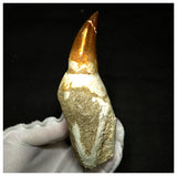 15080 - Amazing Huge Prognathodon anceps (Mosasaur) Tooth in Jaw Bone