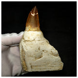 15080 - Amazing Huge Prognathodon anceps (Mosasaur) Tooth in Jaw Bone