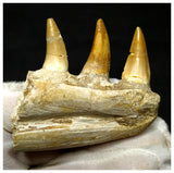 15081 - Amazing Eremiasaurus heterodontus (Mosasaur) Partial Left Hemi Jaw with Teeth