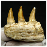 15081 - Amazing Eremiasaurus heterodontus (Mosasaur) Partial Left Hemi Jaw with Teeth