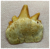 15082 - Nicely Preserved Rare Notidanodon loozi (Cow Shark) Tooth - Rare species!